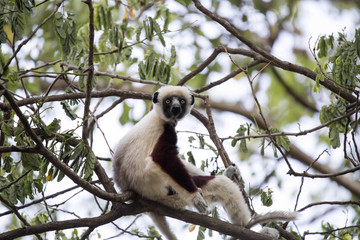 rare lemur Crowned Sifaka, Propithecus Coquerel, watching from a tree nearby, Ankarafantsika Reserve, Madagascar