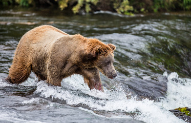 Obraz na płótnie Canvas Brown bear catches a salmon in the river. USA. Alaska. Katmai National Park. An excellent illustration.