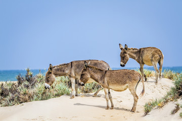 Mannar donkey in Kalpitiya, Sri Lanka