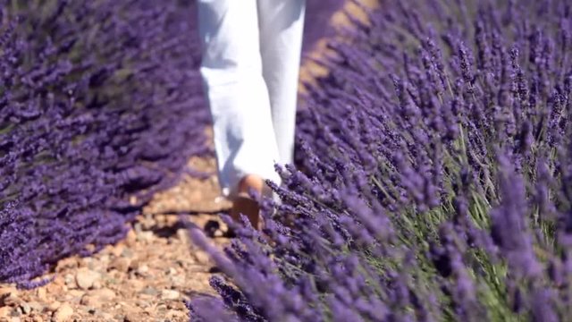 femme qui marche au milieu des champs de lavande
