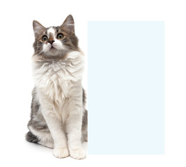 fluffy kitten sits behind a banner on a white background