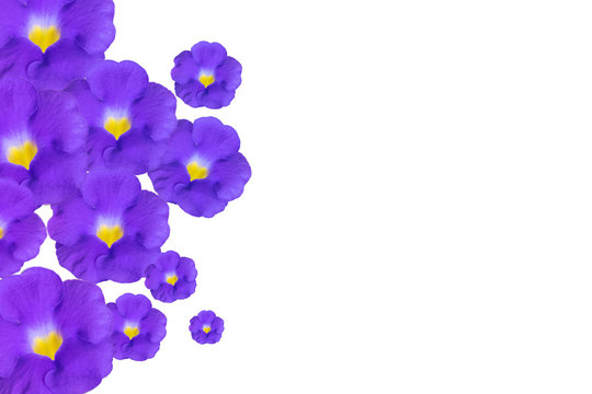 Violet Bush Clockvine flowers  isolated on white as background