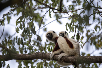 rare lemur Crowned Sifaka, Propithecus Coquerel, a female with a cub sits on a tree, Ankarafantsika Reserve, Madagascar