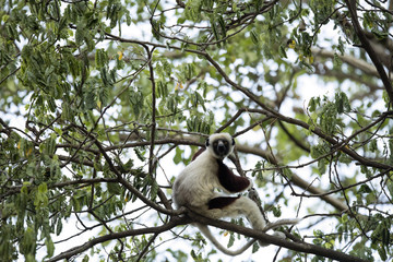 rare lemur Crowned Sifaka, Propithecus Coquerel, watching from a tree nearby, Ankarafantsika Reserve, Madagascar
