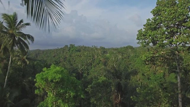 4k aerial footage of a jungle in Ubud, Bali, Indonesia.