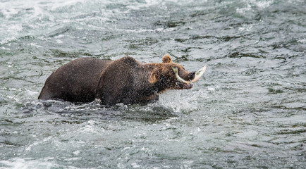 Brown bear catches a salmon in the river. USA. Alaska. Katmai National Park. An excellent illustration.