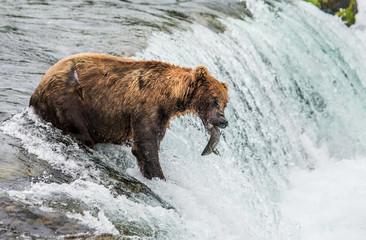 Brown bear catches a salmon in the river. USA. Alaska. Katmai National Park. An excellent illustration.