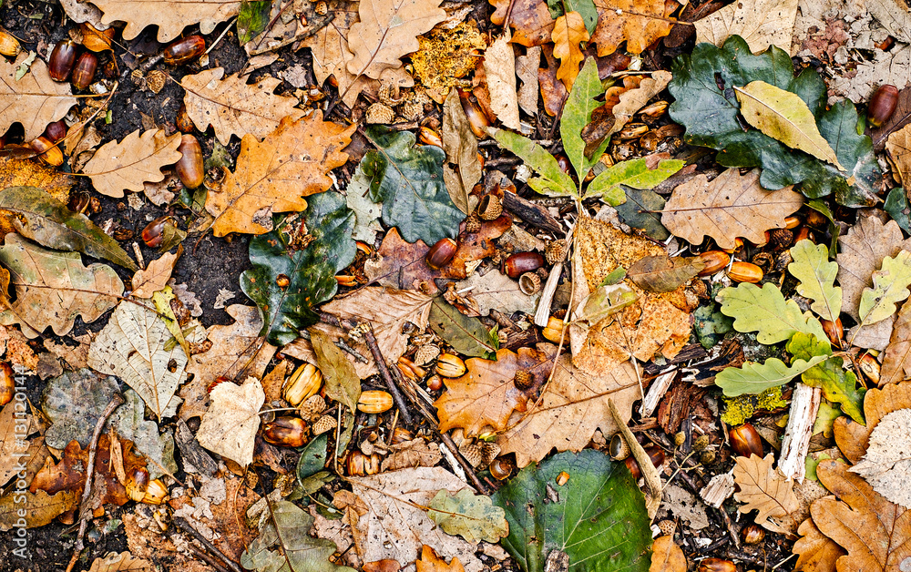 Wall mural autumn scene background with walnuts and dry leaves on the ground, top view.