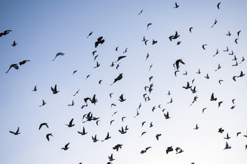 A flock of flying doves on the background of winter sky