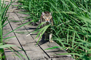 Stray cat in rush on bridge