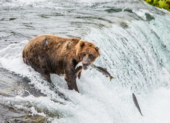 Brown bear catches a salmon in the river. USA. Alaska. Katmai National Park. An excellent illustration.