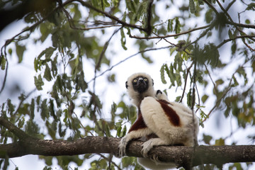 rare lemur Crowned Sifaka, Propithecus Coquerel, watching from a tree nearby, Ankarafantsika Reserve, Madagascar