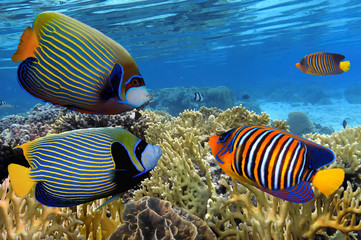 Obraz premium Kolorowy podwodny krajobraz rafy z rybami i koralami
