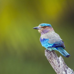 Indian roller in Kalpitiya, Sri Lanka