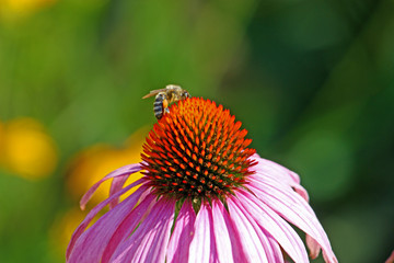 Bee on the flower