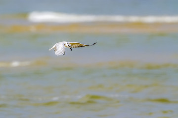 Little tern in Kalpitiya, Sri Lanka