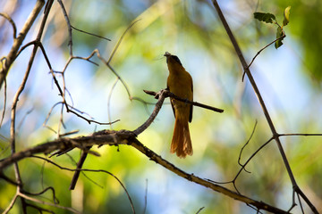 Madagascar Paradise-flycatcher, Terpsiphone mutata, caught a cicada, reservations Tsingy, Ankarana, Madagascar