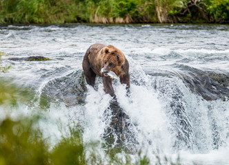 Brown bear catches a salmon in the river. USA. Alaska. Katmai National Park. An excellent illustration.