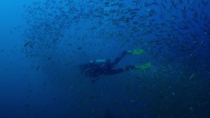 Diver swims with a large school of fish tomates grunts, Haemulon aurolineatus, North Carolina, Aug. 2016