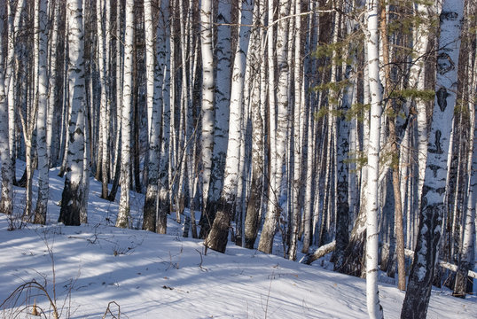 Fototapeta Wood in the winter