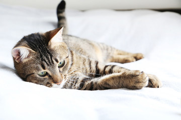 Beautiful cat on the grey plaid