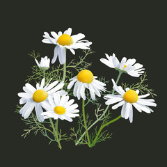 Chamomile - Herbs - Matricaria chamomilla, an aromatic wild flower, used as tea ingredient in herbal medicine.
Hand drawn realistic vector illustration.

