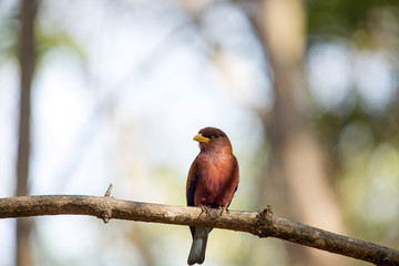 red-colored bird, Madagascar Paradise-flycatcher, Terpsiphone mutata, reservations Tsingy, Ankarana, Madagascar
