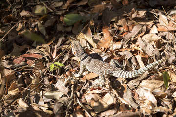 Madagascan collared iguana, Oplurus Cuvier, is abundant in the reserve Tsingy Ankarana, Madagascar