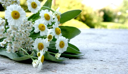 Mutterkraut, Tanacetum parthenium, Heilpflanze, Schafgarbe