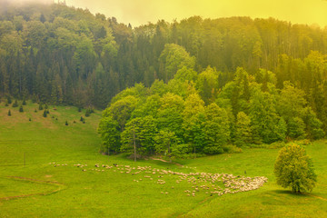 wiosenny poranek w Pieninach © Janusz Lipiński