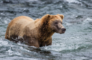 Obraz premium Brown bear standing in the river. USA. Alaska. Katmai National Park. An excellent illustration.