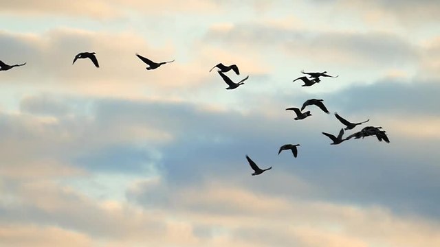 Flock of Canadian Geese flying silhouetted in the sunrise sky, slow motion.
