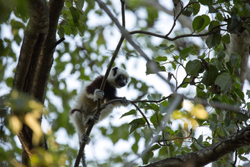 rare lemur Crowned Sifaka, Propithecus Coquerel, feeds on tree leaves, Ankarafantsika Reserve, Madagascar