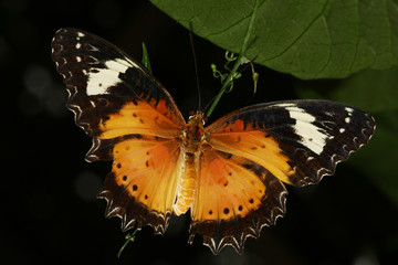 Malay lacewing, Cethosia cyane butterfly