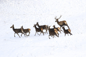 Runing deer and  hinds of red deer in snow