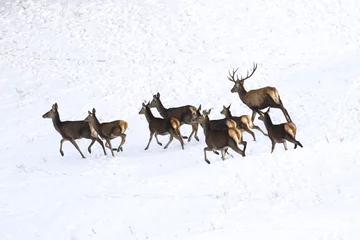 Papier Peint photo Cerf Runing deer and  hinds of red deer in snow