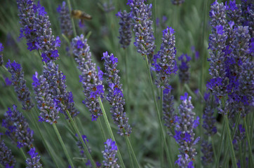 Lavendel