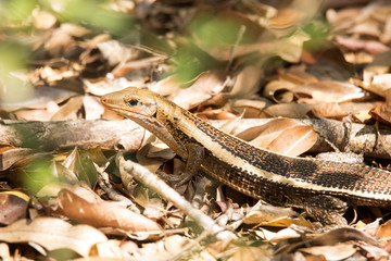 Madagascar girdled lizard, Zonosaurus madagascariensis lives on earth, reservations Tsingy, Ankarana, Madagascar