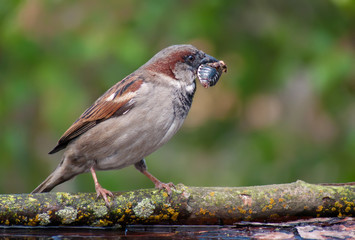 House sparrow with a chafer in his beak