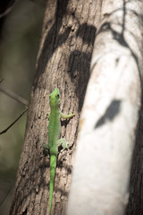 Madagascar day gecko, Phelsuma madagascariensis is emerald Madagascar, in the reserve Tsingy Ankarana, Madagascar
