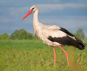 White stork walking in the evening