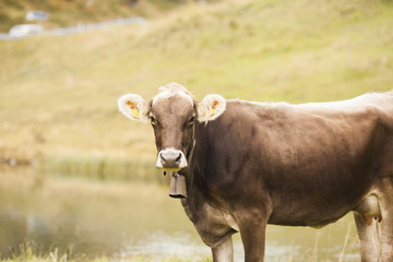 grazing cow in Swiss meadow with lake on the background. selective focus