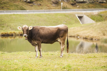 grazing cow in Swiss meadow with lake on the background. selective focus