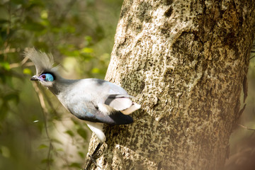 Crested coua, Coua cristata, is beautifully colored bird, reserve Tsingy Ankarana, Madagascar