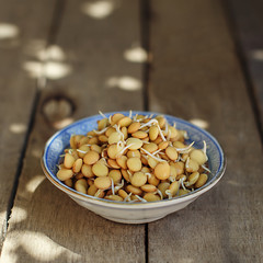 Fresh lentils sprouts in the dish. Vegan and raw food