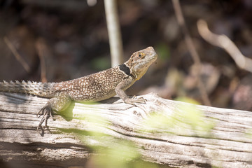 Madagascan collared iguana, Oplurus Cuvier, is abundant in the reserve Tsingy Ankarana, Madagascar
