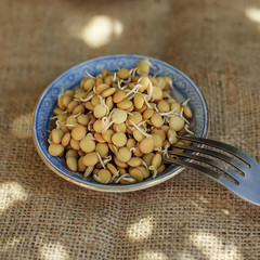 Lentils sprouts on the dish with fork