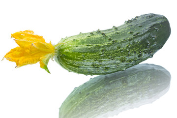 One fresh green cucumber with flower
