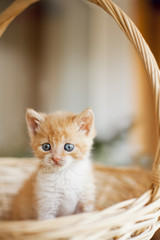 a ginger kitten with blue eyes sitting in a wicker basket. selective focus