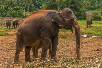 Sri lanka: group of elephants in Pinnawala, the largest herd of captive elephants in the world
